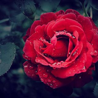 诗歌｜A Red Red Rose