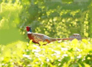 《我的湿地鸟类朋友》29/环颈雉：为嘀嗒的时光而守候……