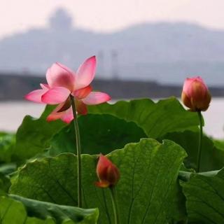 古诗《摊破浣溪沙·菡萏香销翠叶残》