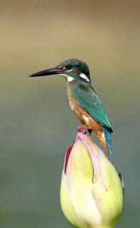 《我的湿地鸟类朋友》32/普通翠鸟：身披彩霞去追风