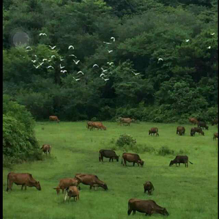 《父亲的爱》何小芳