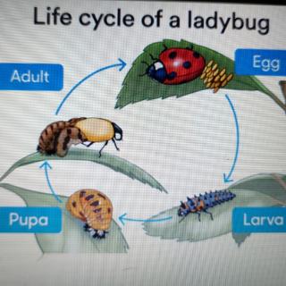 The life cycle of a lady bug单词课文