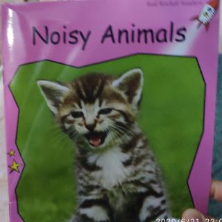 红火箭Noisy animals