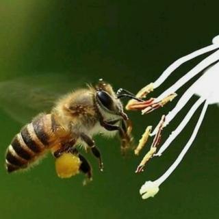 园长妈妈讲故事——蜜蜂在花丛中飞来飞去干什么