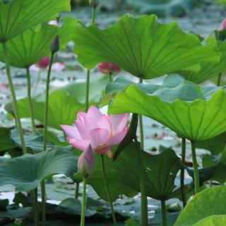 《学会温柔》节选下  碑林路人