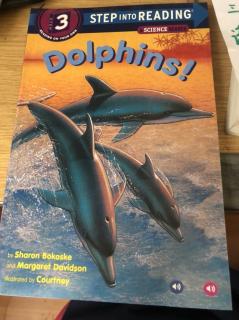 dolphins 1