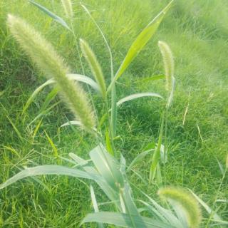 夏至～写给最想念的你