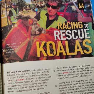 Nino-Racing to rescue koalas