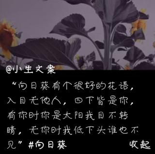 向日葵的花语