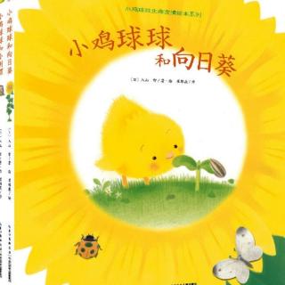 小鸡球球和向日葵🌻