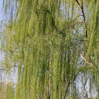 马鬃轻拂的坟茔 晓桦