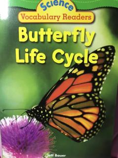 Science Vocabulary Readers - Butterfly Life Cycle