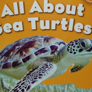 All about sea turtles