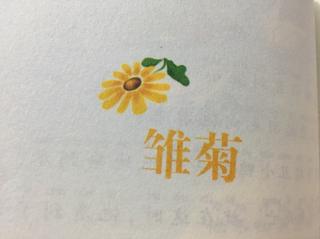 雏菊