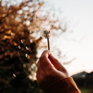 如果有一天，我能像蒲公英一样 - 服不秀子 神隐