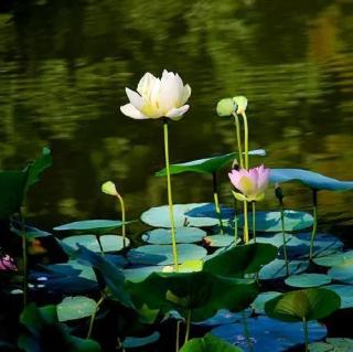 558.《一朵名叫“夏日痴”的花》中