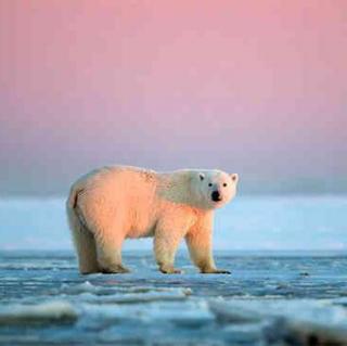 《神奇动物》北极熊