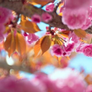 樱桃树下的春天