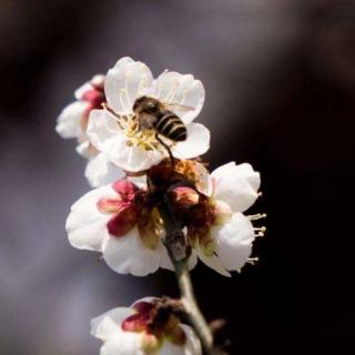 《蜜蜂》作者梅山诵读张卫国