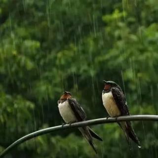 《旧雨》作者/晓念