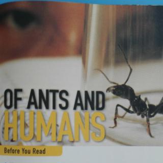 Of Ants And Humans