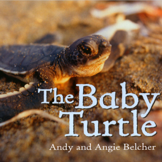 The BABY Turtle