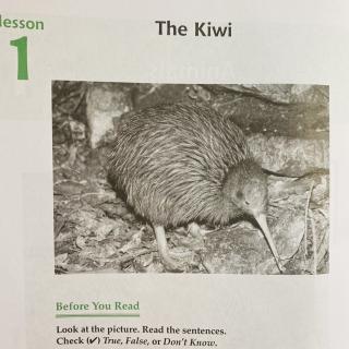 The Kiwi - 中学生百科英语