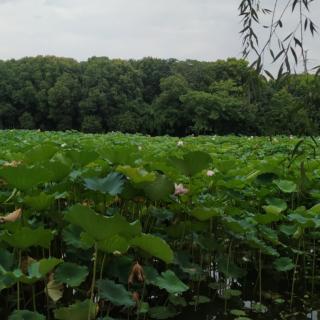 从春天出发  作者:歌吟有梦诵读:根土