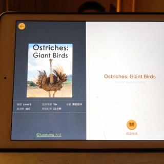 Ostriches:Giant Birds