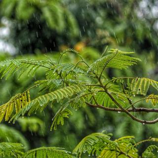 初夏的雨