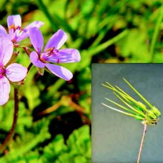 《失敬，植物先生》斯特凡诺.曼库索