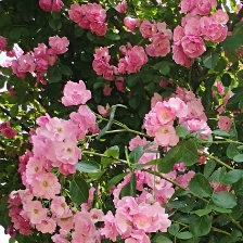 芦花🌸