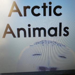 arcticanimals图片