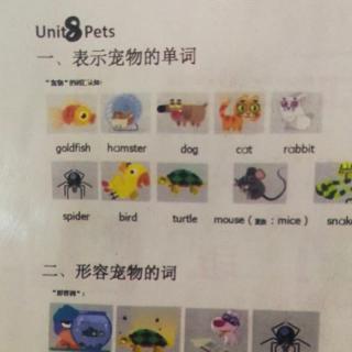 Unit 8 pets