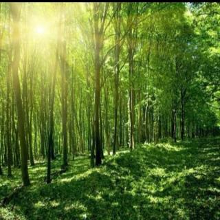 如何做好阳光森林+安利事业—林海峰