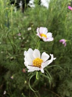 经营生命（节选）作者申力雯