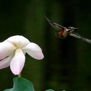 梅雨  思羽