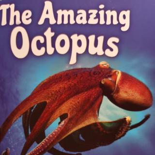 The amazing octopus