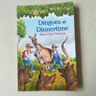 Dingoes at Dinnertime 5