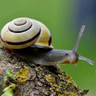 快乐的小蜗牛——苑苑老师爱❤️的小故事