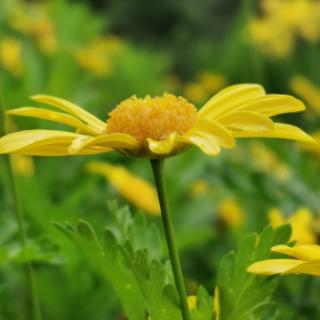 青莲诗社传统诗词同题“蝶恋花” 选读五首