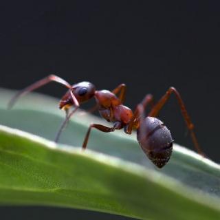 《睿智的红蚂蚁》片段
