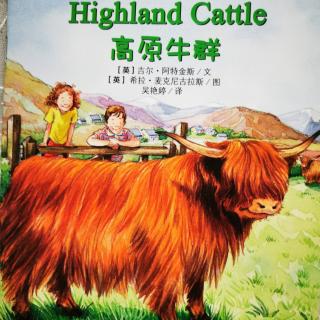 The highland cattle