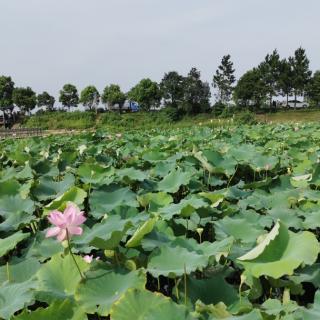 慢性病主题……肝脏疾病专题分享