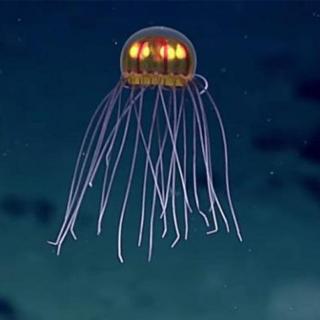 最深海沟发现神秘物种！