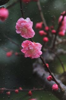 《雨别》舒婷