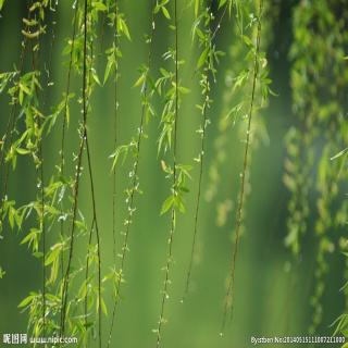 春雨   朗诵   正华