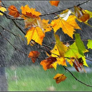 三上 6《秋天的雨》焦羽池