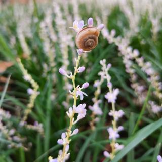 百日诵读🏵🌸🌸