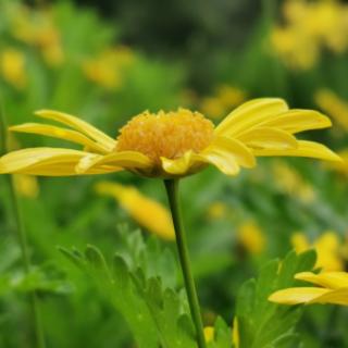 木春菊开满的夏日 作者：箭陵霄